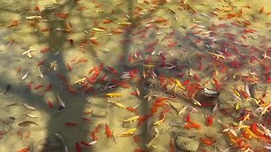 自然景观锦鲤金鱼实拍视频视频的预览图